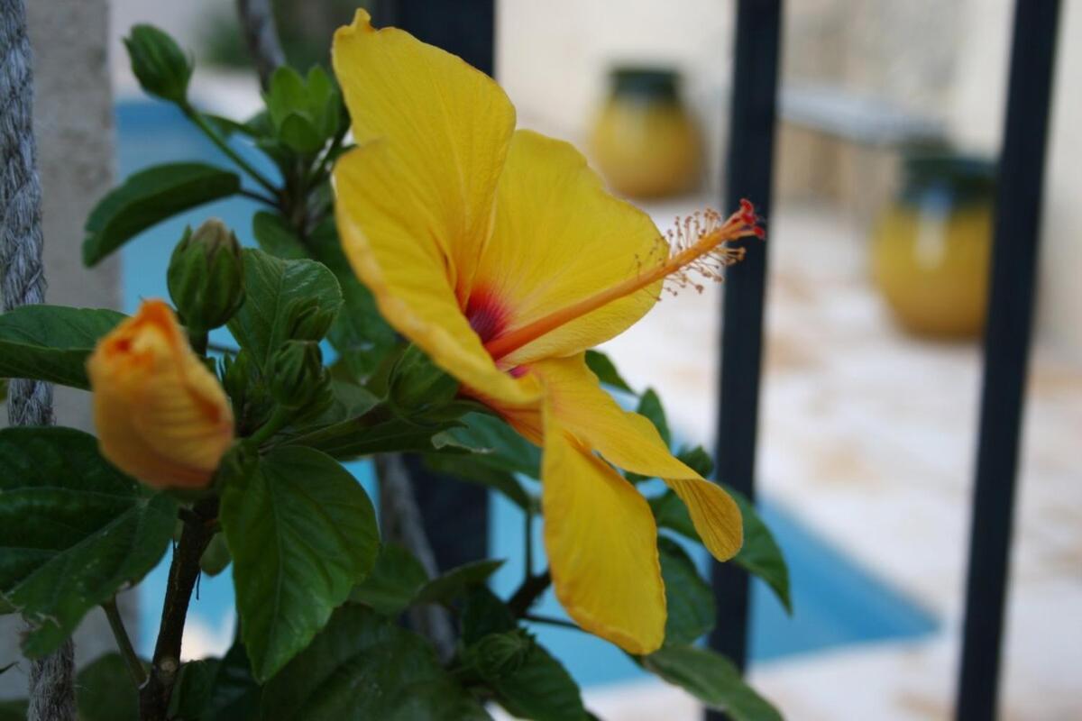 Maison Pelissier Bed And Breakfast With Sweeming Pool Cuxac-d'Aude ภายนอก รูปภาพ